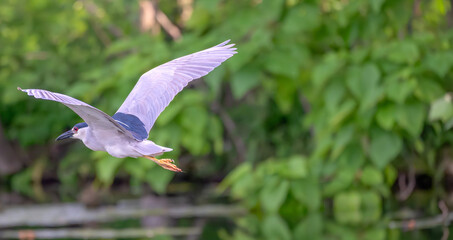 Closeup of a black-crowned night heron.