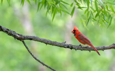 Closeup of a male northern cardinal perched in a tree.