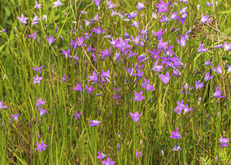 Field of Campanula patula or spreading patula