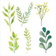 a set of four different types of leaves