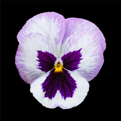 Naklejka premium Pansy flower or spring garden viola tricolor isolated on black background. Flower arrangement and floral design