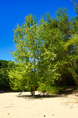 Fototapeta premium Lone tree on the beach, next to the forest