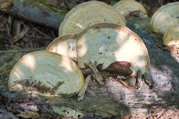 This is a close up picture of mushrooms that are growing on the side of a fallen tree.