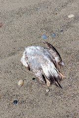 Dead bird, juvenile seagull lying on sandy beach in ital