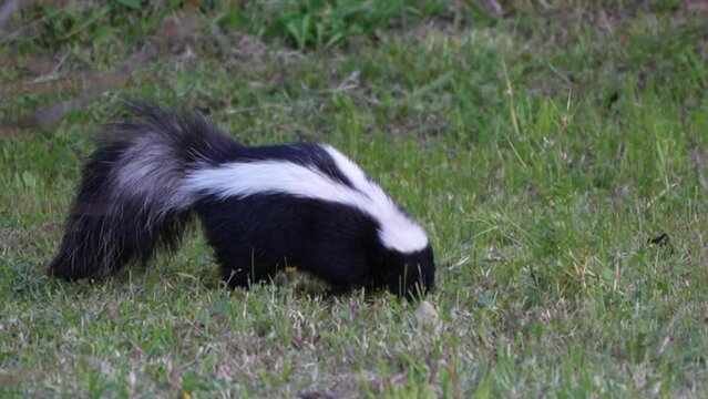 Skunk breaking into private backyard, digging