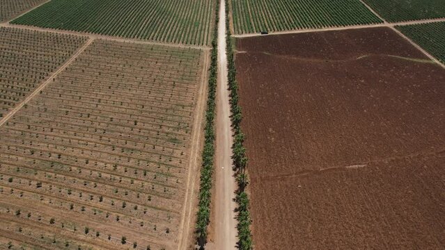 Aerial video over palm trees mizpe tal israel on a sunny day