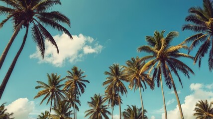 Obraz premium palm sunday concept leaves frame of coconut branches with cloudy blue sky background. Coconut palm trees with blue sky background. Vintage toned