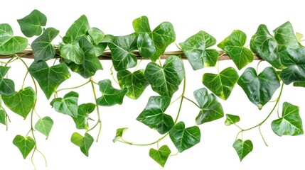 Green Heart Shaped Leaves of Liana Plant, Isolated on White Background with Clipping Path Included