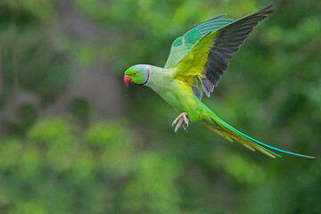 Rose-ringed parakeet, Psittacula krameri manillensis, also known as ring-necked parakeet, on a tree branch in London being fed, UK
