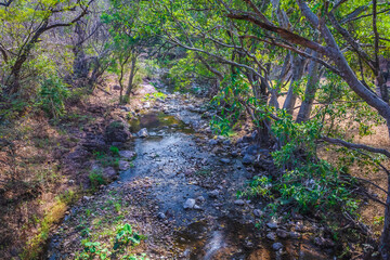 Fototapeta premium River with crystal clear waters in palmillas Guerrero, Mexico