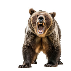 Obraz premium Fierce brown bear with an open mouth in a roaring pose, isolated on a transparent backdrop