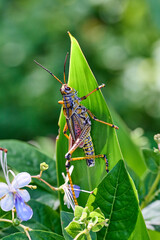 Lubbar Grasshopper on a leaf