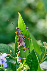 Lubbar Grasshopper on a leaf