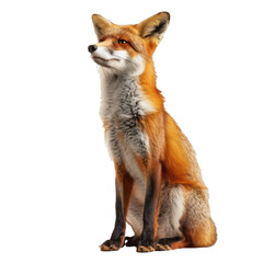 Fototapeta premium Majestic red fox sits attentively with a transparent background, perfect for composite imagery