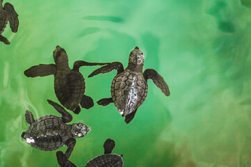 a person holding small baby sea turtles and adult turtles in their hands a close up of a turtle in a pool of water
