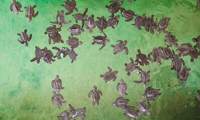 a person holding small baby sea turtles and adult turtles in their hands a close up of a turtle in a pool of water
