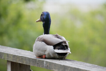 Mallard duck at Maplewood Mudflats Wild Bird Trust during a spring season in North Vancouver, British Columbia, Canada