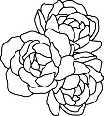 Minimalistic illustration of peonies