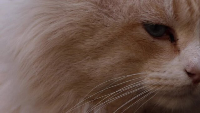 Gato Dourado