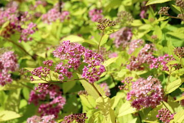 Fototapeta premium A Japanese spirea (Spiraea japonica) bush is blooming in the garden
