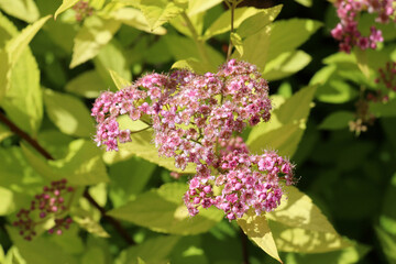A Japanese spirea (Spiraea japonica) bush is blooming in the garden