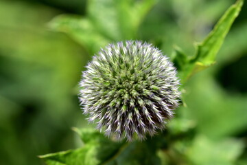 Nahaufnahme einer grünen Kugeldistel