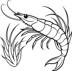 shrimp illustration