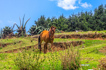 Fototapeta premium Horse in green meadow in Villa del Carbon state of Mexico