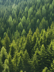 Fototapeta premium A forest of pine trees,High-Angle View