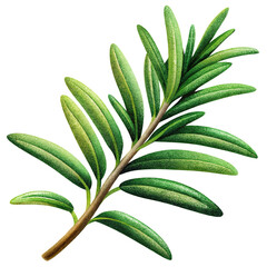 Fototapeta premium Rosemary herb isolated illustration.