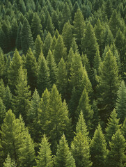 Fototapeta premium A forest of pine trees,High-Angle View