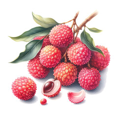 Lychee fruit isolated illustration.