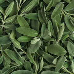 Salvia texture background, salvia divinorum pattern, sage leaves banner, aromatic herbs and greens mockup