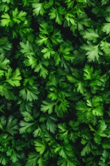 Green parsley texture background, petroselinum crispum leaves pattern, fresh herbal leaves banner