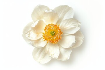 Obraz premium Flower Photography, Nelumbo nucifera First Lady , full view object, Isolated on White Background