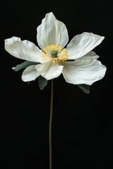 Flower Photography, Nelumbo nucifera Marian Strawn, Isolated on Black Background
