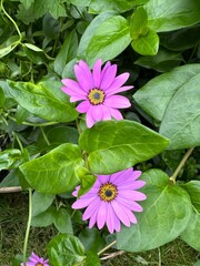 pink flowers in a garden
