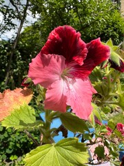 red hibiscus flower