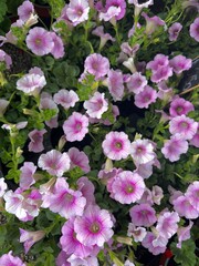 pink flowers in the garden