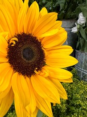 sunflowers in the garden