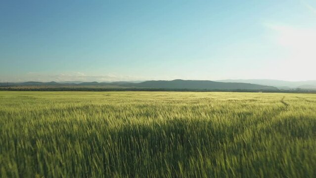 Flying over wheat field. Aerial view of beautiful field