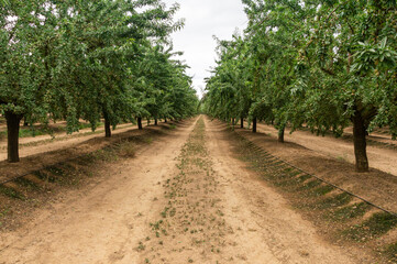 Almond Tree Landscape: Natural Symmetry in the Field.
