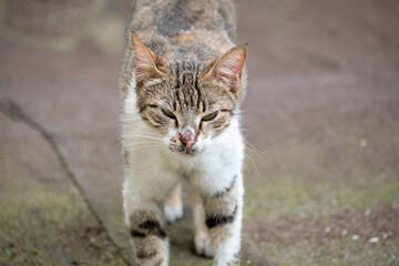 portrait of a gray-white mom cat