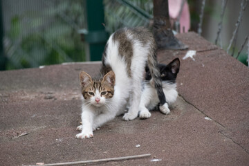 yawning kitten and his brother tiny baby cat