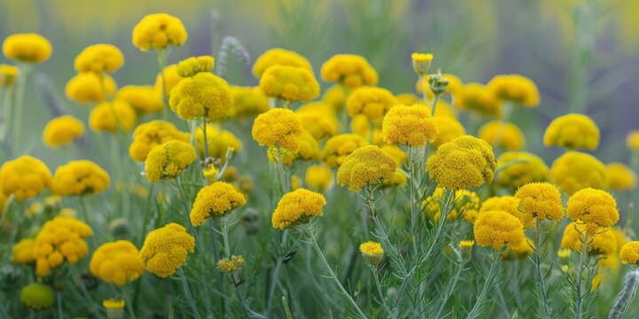 A cluster of yellow immortelle flowers stands out in a vast field, bright and beautifully blooming in the summer sun.