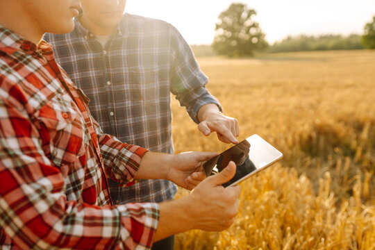 Two Farmers working with Tablet on wheat field. Modern technology application in agricultural growing activity. Growth dynamics.