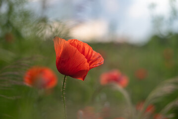 Obraz premium Red flower