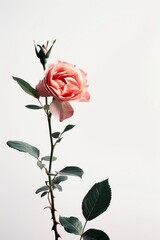 flower Photography, Alain Rosa copy space on right, Isolated on white Background