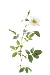 flower Photography, Cherokee Rose, copy space on right, Isolated on white Background