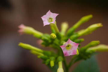 Flowers in the morning sun with pink and white petals